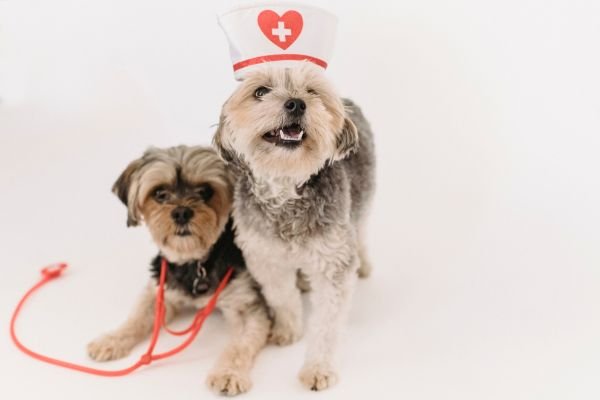 Veterinary Jobs In UK With Visa Sponsorship