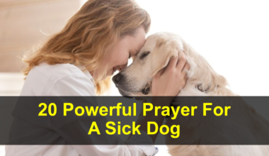Prayer For A Sick Dog