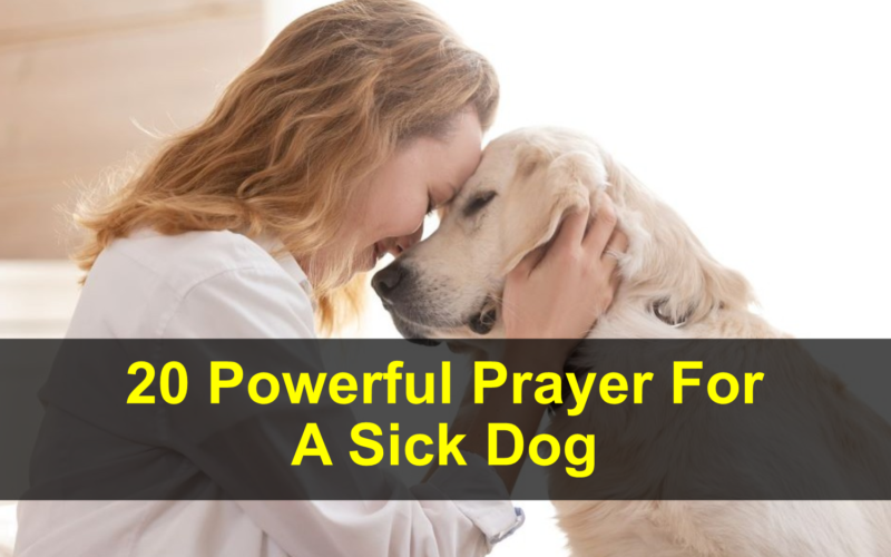 Prayer For A Sick Dog
